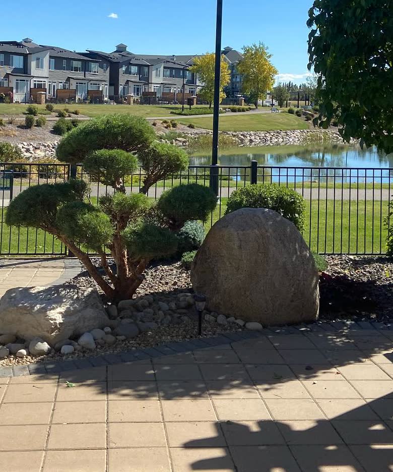 A cloud-pruned pine beside a prairie boulder in a Lethbridge garden built by Southern Alberta Rock Gardens