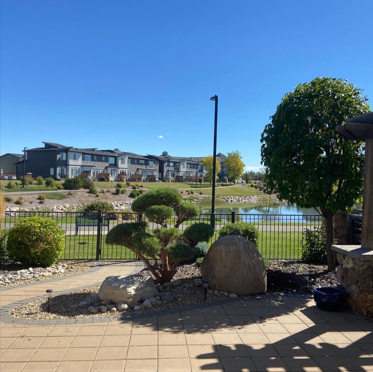 A cloud-pruned juniper trained over a granite boulder in a Lethbridge front yard